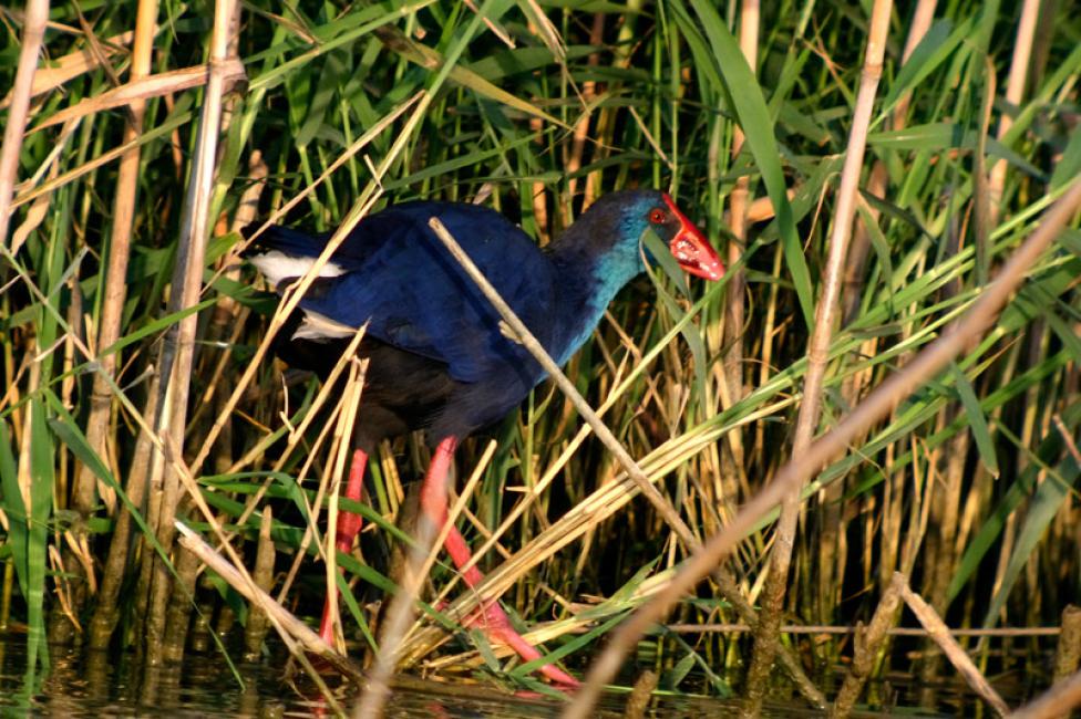 El gallo azul